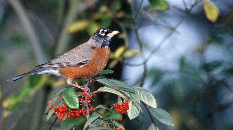 American robins are among the species most commonly affected by the illness killing songbirds in Indiana. - Lee Karney/U.S. Fish and Wildlife Service