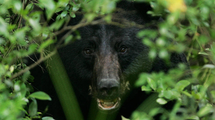 Black bears are rarely seen in Indiana. There have been only a handful of confirmed bear sightings in Indiana since 1871. - Steve Hillebrand/USFWS