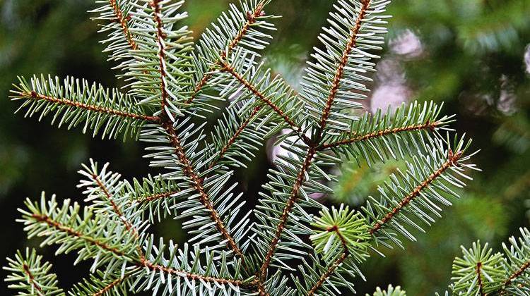 Here's Where Indy Residents Can Recycle Live Christmas Trees