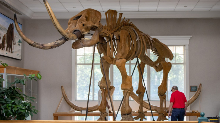 Hanover College's mastodon skeleton installation. - (Hanover College)