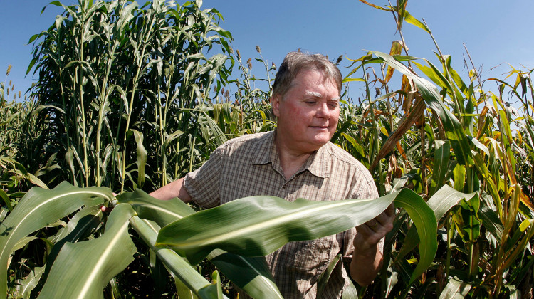Purdue plant biologist Nick Carpita in a field of sorghum. - Tom Campbell/Purdue Agricultural Communication
