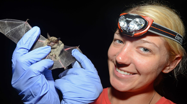 The northern long-eared bat is now a federally endangered species