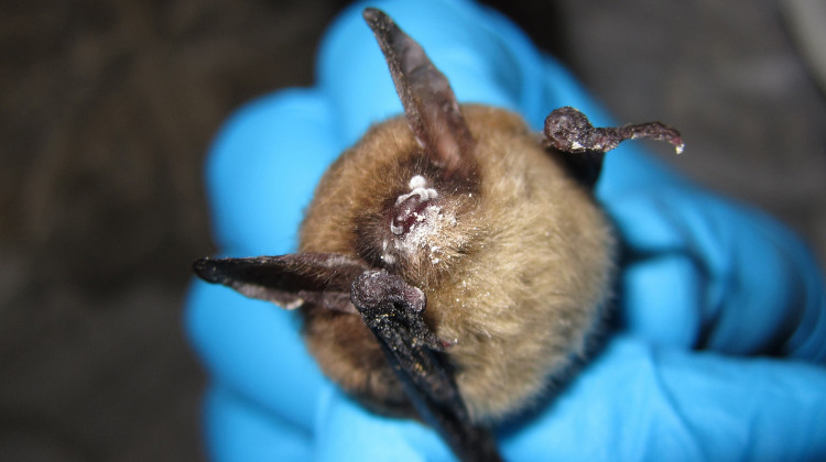 A northern long-eared bat in Illinois with visible symptoms of white nose syndrome, 2013. - Steve Taylor/University of Illinois