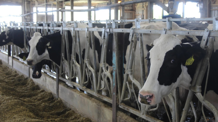 The Checkup: Bird flu could survive pasteurization, study finds