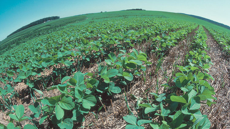 Soybean plants on a field with no-till agriculture. No-till farming can help sequester carbon emissions that contribute to climate change. - Tim McCabe/USDA Natural Resources Conservation Service