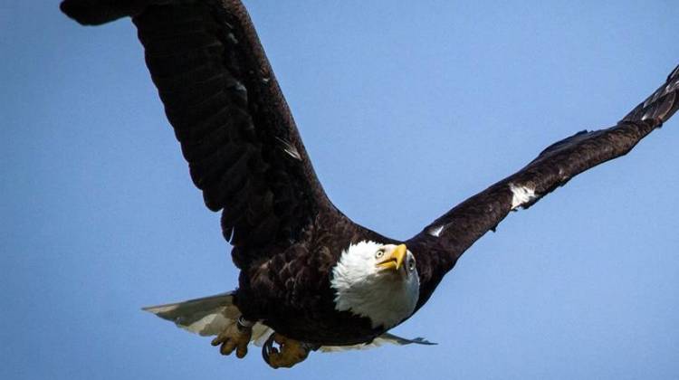 Tower Will Help Reintroduce Bald Eagles To Life In The Wild