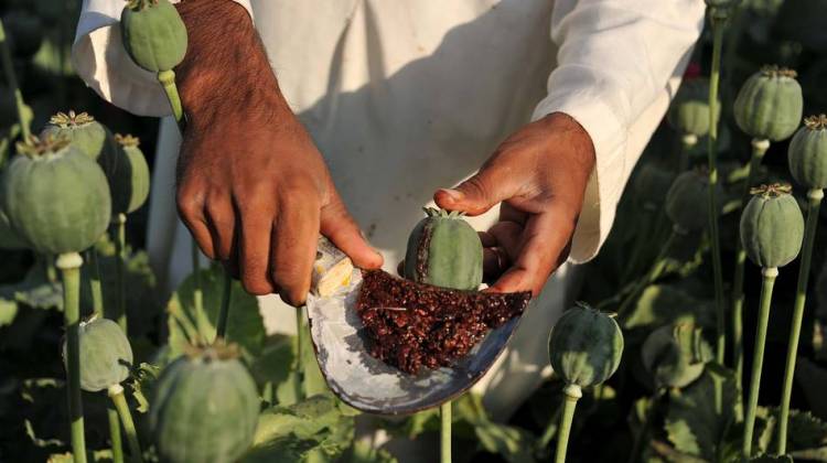 Afghan Farmers: Opium Is The Only Way To Make A Living 