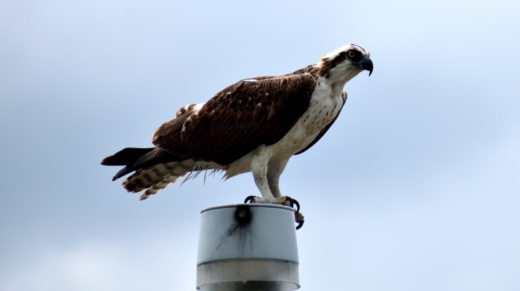 Indiana osprey nest moved away from live wires to safer spot