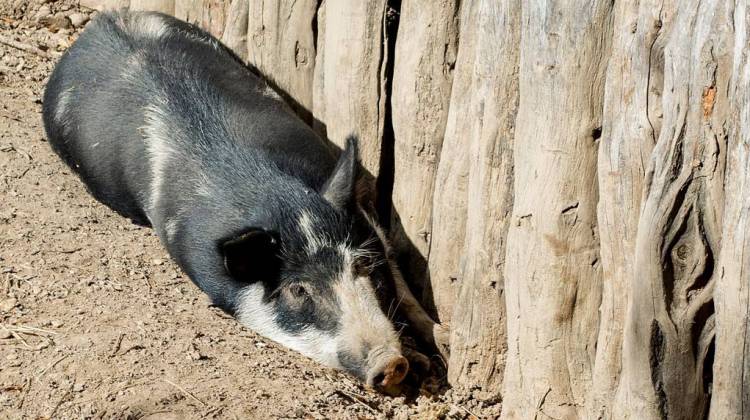 Ossabaw pigs, like the one pictured here in its pen at Mount Vernon in 2014, have a similar physiology to humans. - Tim Evanson/CC-BY-SA-2.0