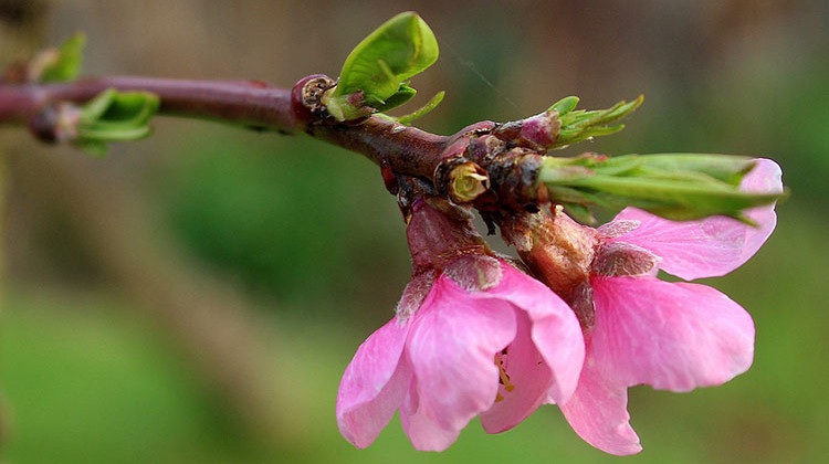 Past Harsh Winter Affects Northern Indiana Peach Growers