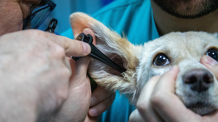 Burnout, low pay contribute to shortage of animal care professionals