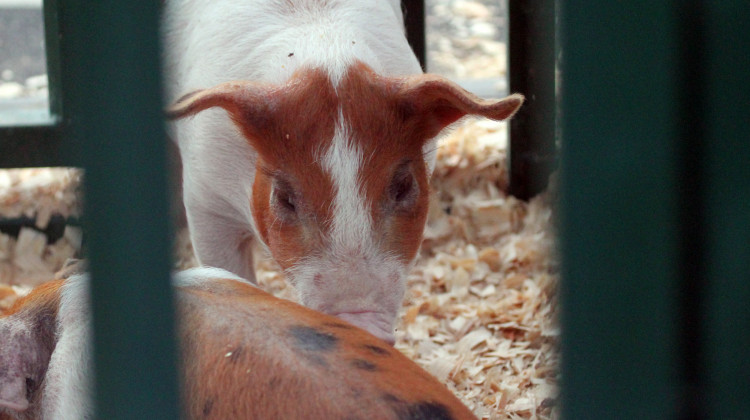 A pig in a pen at the Indiana State Fair.  - Lauren Chapman/IPB News