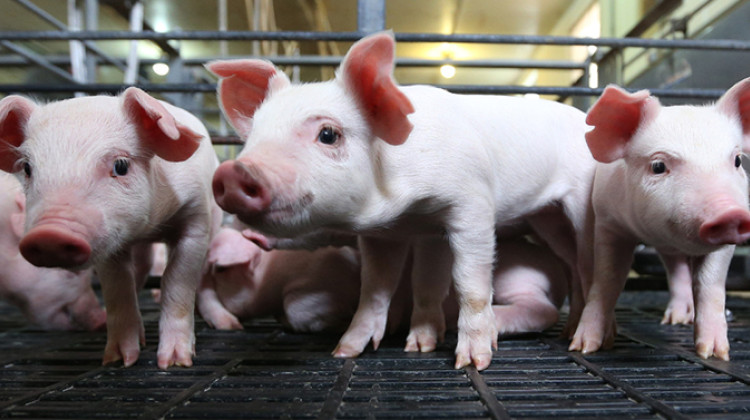 Piglets the world over share certain change patterns in their gut bacteria as they grow, according to an analysis of studies conducted in Australia, Canada, China, the Netherlands, Norway and the U.S. -  (Purdue Agricultural Communications photo/Tom Campbell)