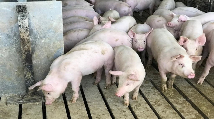 Pigs at Hill Farms in Hancock County look for feed.  - FILE PHOTO: IPB News