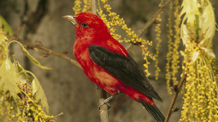 The Indiana Department of Natural Resources says the property attracts several types of songbirds, including the scarlet tanagers. - Steve Maslowski/U.S. Fish and Wildlife Service