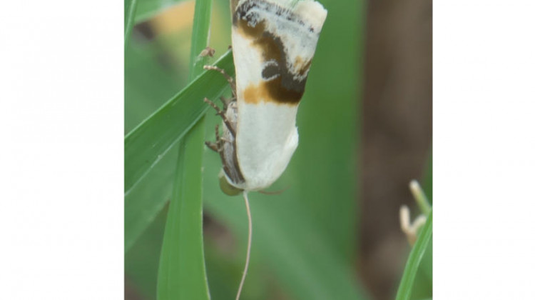 A prairie tarachidia moth, also known as a prairie bird-dropping moth (Ponometia binocula), is a sign of a healthy prairie. The species is one of several moths proposed for Indiana's endangered and threatened species list.  - (xpda/Wikimedia Commons)