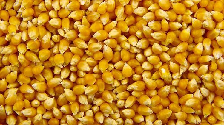 Lower Demand, Rains Dampened Indiana Popcorn Production