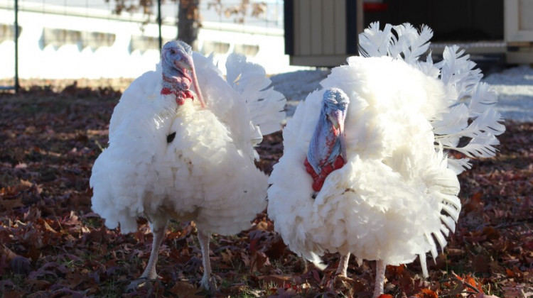 Pardoned presidential turkeys come to live at Purdue University