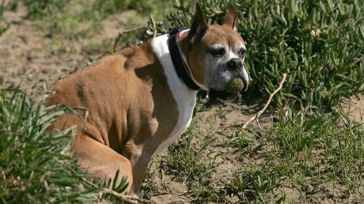 Everyone Poops, But Dogs Do It With Magnetism 