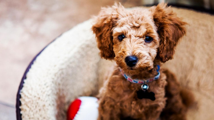 Indiana cities would be prohibited from banning the sale of dogs from puppy mills if a proposed bill passes this legislative session. - Renphoto / iStock.com