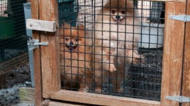 Horrible Hundred Report Reveals Puppy Mills Cited for Horrible Conditions