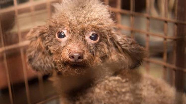 Day Of Giving To Stop Puppy Mills