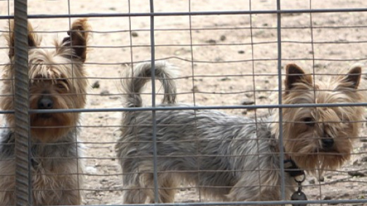 Hoosier communities take a stand against puppy mills