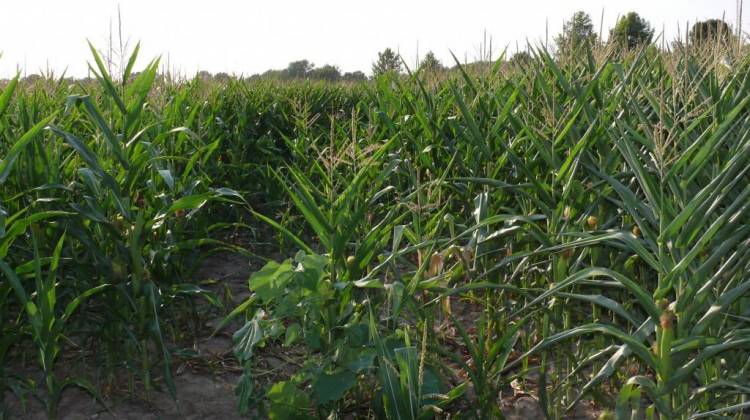 Leaves curl tightly on drought-stressed corn in a Tippecanoe County field in 2012. - Jennifer Stewart/Purdue Agriculture