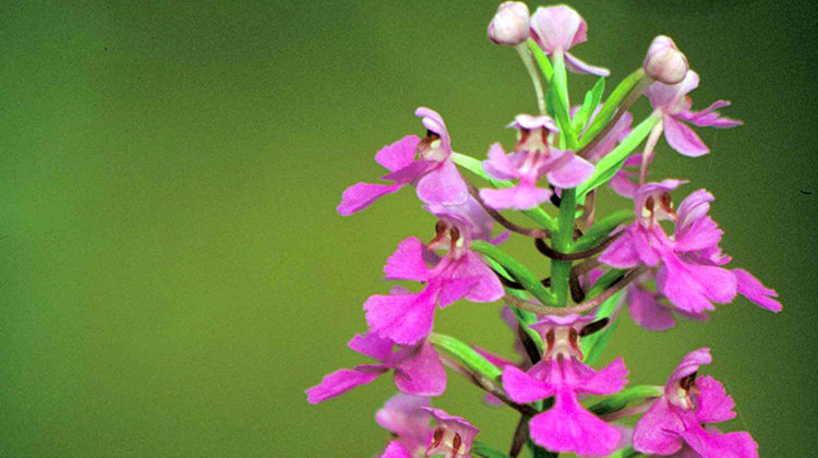 A purple fringeless orchid. - Thomas G Barnes/ U.S. Fish and Wildlife Service