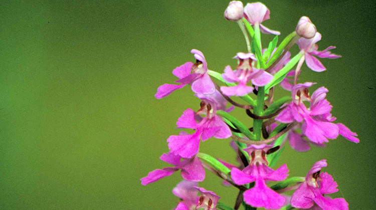 Beanblossom Bottoms Nature Preserve Reopening With New Marsh Boardwalk