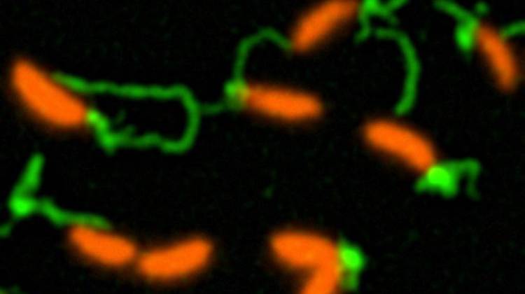 Bacteria's 'Sense Of Touch' Discovery Made In Indiana