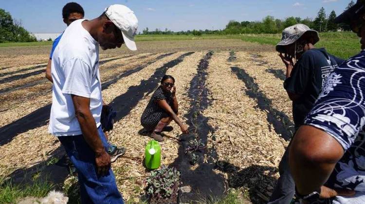 Volunteers at Lawrence Community Gardens survey rabbit damage to broccoli plants earlier this year. - Aric Hartvig/WFYI