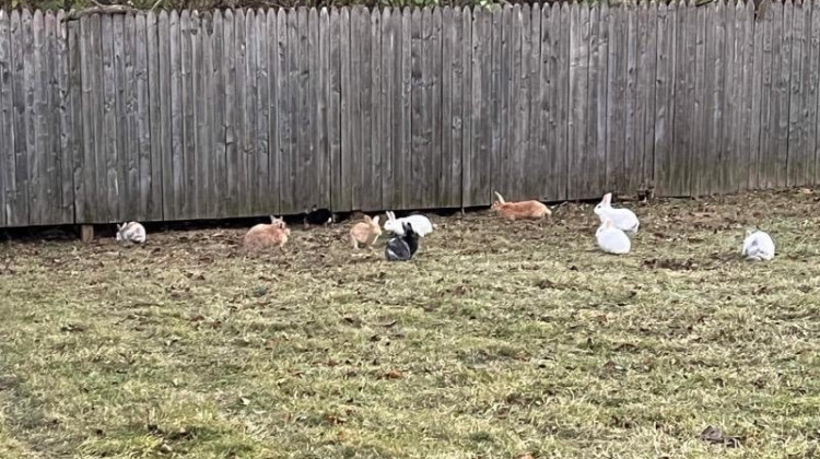 Indianapolis Animal Care Services is asking for the public’s help in tracking down who dumped more than 50 rabbits in an eastside neighborhood last week.