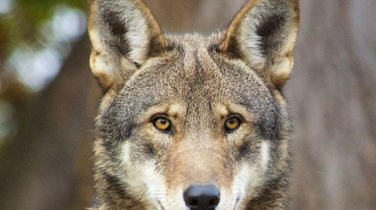 The red wolf, once native to southern Indiana, could become extinct as soon as 2026. - B. Bartel/U.S. Fish and Wildlife Service