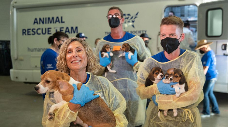 Thousands of beagles were recently rescued from a facility in Virginia that bred dogs to sell to laboratories for animal experimentation. Twenty-nine of the rescued beagles went to an animal shelter in Munster, Indiana. - Humane Indiana