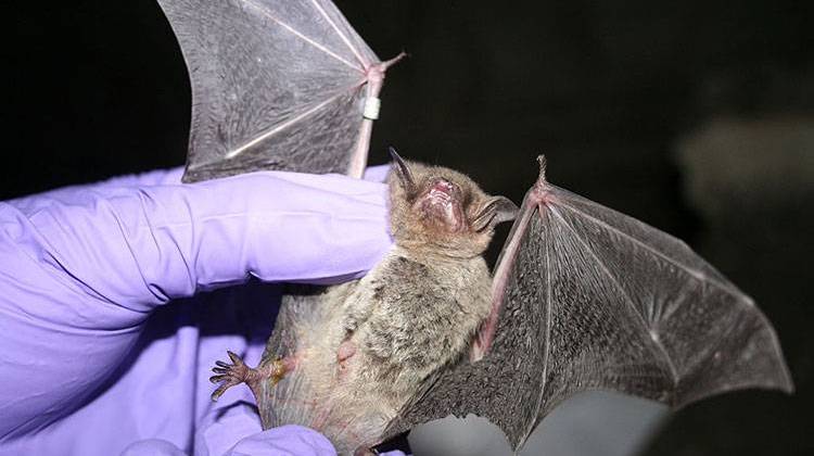 A researcher inspects a gray bat. - U.S. Fish and Wildlife Service Headquarters/public domain