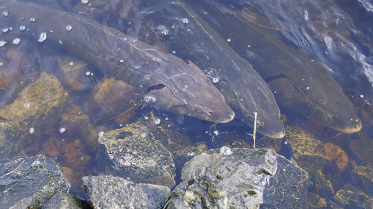 Lake sturgeon, an ancient species of fish, lives in the Great Lakes as well as the Mississippi and Ohio River basins.  - United States Fish and Wildlife Service