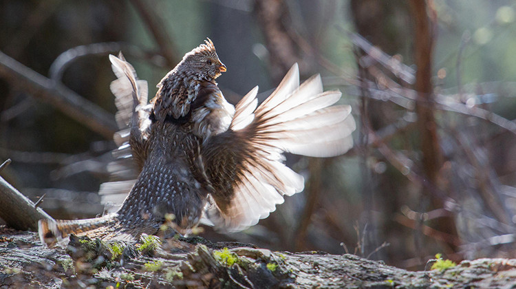 The state is considering adding the ruffed grouse, seen here, to the endangered species list. - Neal Herbert/Yellowstone National Park