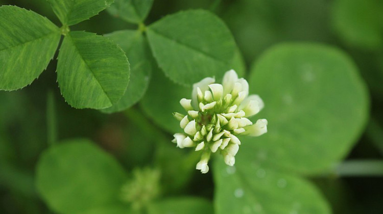 Historically, running buffalo clover did well in areas where bison herds trampled and grazed. It is one of the few native clovers in the eastern U.S. - Provided by USFWS