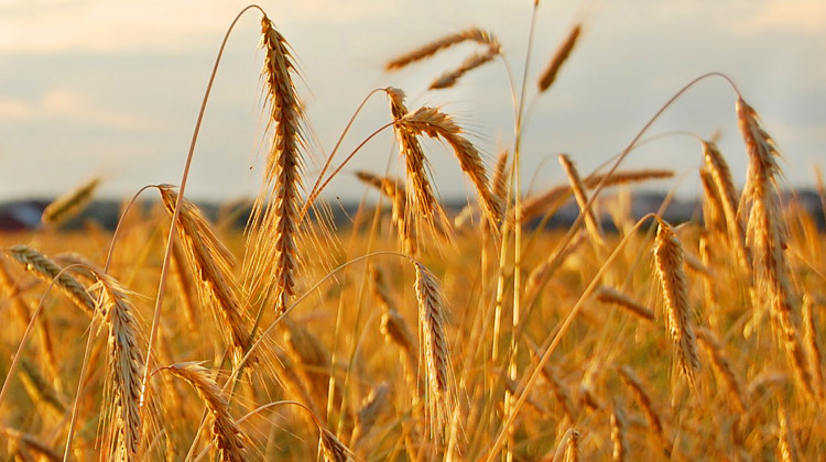 More Indiana farmers are sowing and selling their own rye seeds. - Neurovelho/Wikimedia Commons