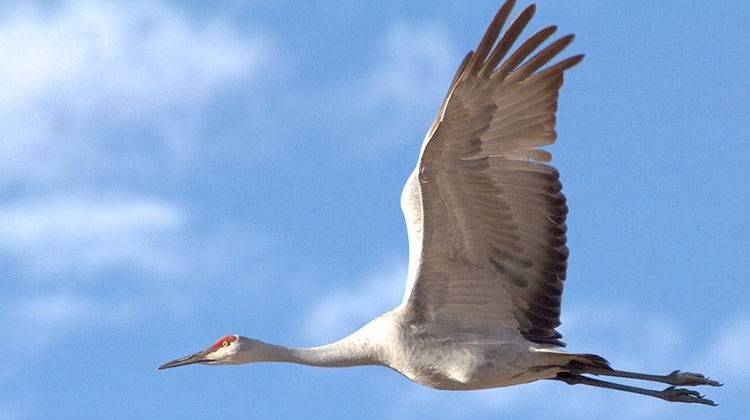 Sandhill Cranes can be seen at Jasper-Pulaski from late September through December.  - Pixabay/public domain