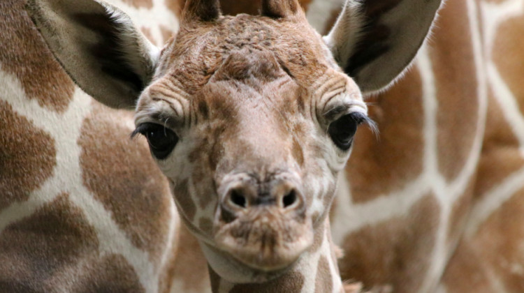 The male reticulated giraffe calf weighed 137 pounds and stood about 6 feet tall at birth on Sunday morning, the zoo said. He will be several feet taller before his first birthday. - Melanie Laurendine/Indianapolis Zoo