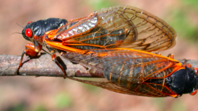 Brood X is a group of periodical cicadas that emerges from the dirt once every 17 years to shed their crunchy exoskeletons, sing, mate and usher their babies back into the dirt before the cycle starts anew. - Courtesy of John Obermeyer