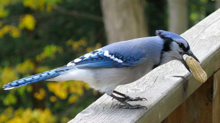 A Blue Jay (Cyanocitta cristata) with a peanut in its beak. - (Wikimedia Commons/Saforrest)