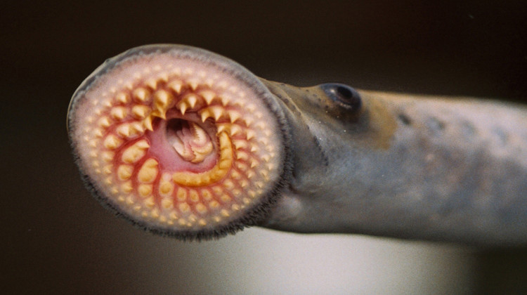 Sea lamprey decimated popular Great Lakes fish from the 1920s to the 1950s. Since then, the Great Lakes Fishery Commission has been applying a pesticide to keep the invasive species from reproducing. - T. Lawrence / NOAA Great Lakes Environmental Research Laboratory