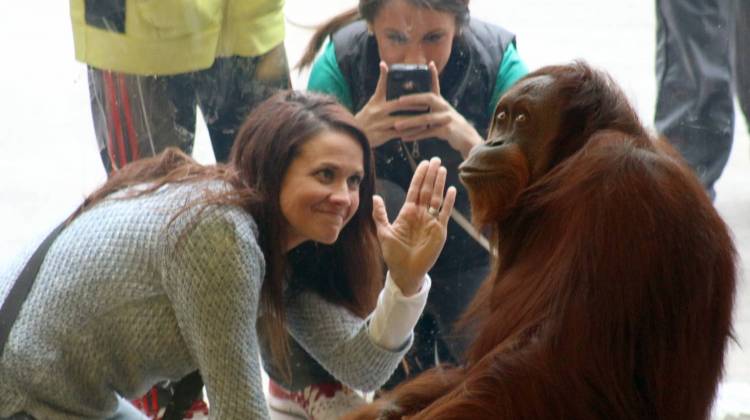 Nicky the orangutan poses for a photo.  - (Shawn Knapp/Indianapolis Zoo)