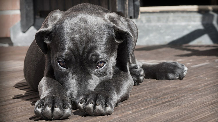 Pets For The Holidays: Muncie Shelter Cuts Adoption Cost