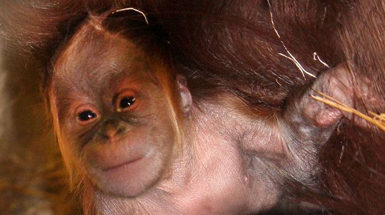 Sirih, a 23-year-old Sumatran orangutan at the Simon Skjodt International Orangutan Center at the Indianapolis Zoo gave birth Wednesday.  - Indianapolis Zoo