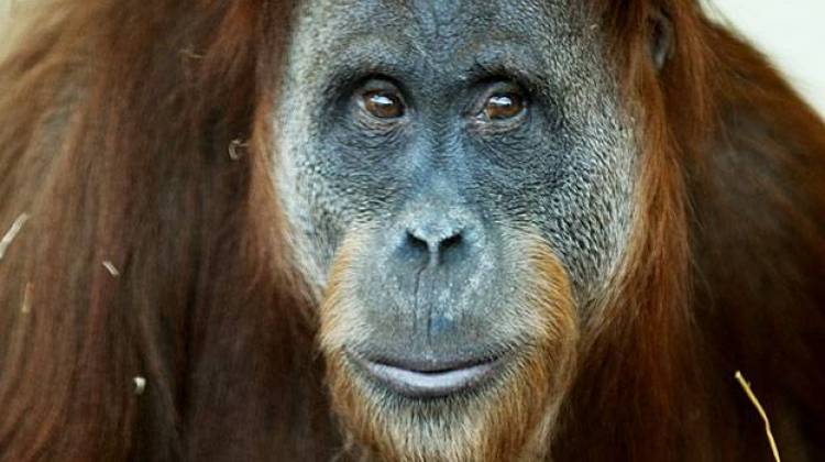 Sirih, a 23-year-old Sumatran orangutan at the Simon Skjodt International Orangutan Center, is about to give birth to the first orangutan baby at the Indianapolis Zoo. - Indianapolis Zoo