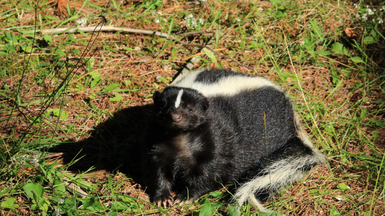 IDOH reports skunk rabies in southern Indiana for first time since 2004